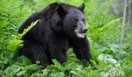 黑龙江黑熊爆料新闻报道,揭露惊人真相，深度剖析事件背后！